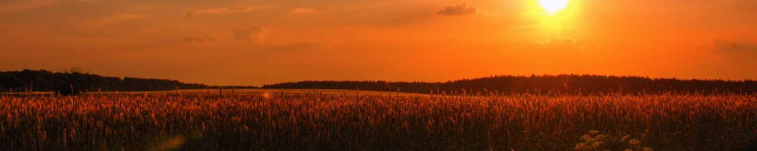 Auf Urlaub? Der Garten-Experte kümmert sich um den Garten