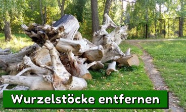 Wurzelstock entfernen - das macht der Gartenexperte für Sie